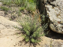 Teucrium orientale