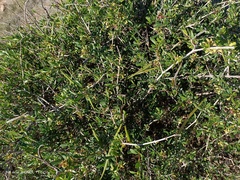 Periploca laevigata angustifolia