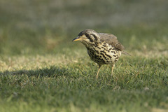 Turdus litsitsirupa