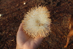 Pseudobombax septenatum