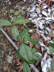 Rhododendron latoucheae