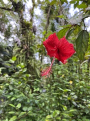 Hibiscus × archeri