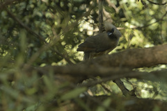 Colius striatus minor