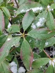 Rhododendron latoucheae