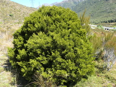 Halocarpus