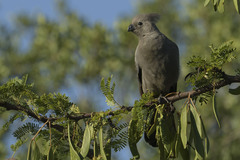 Corythaixoides concolor bechuanae