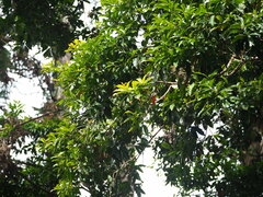 Machilus japonica