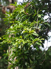 Machilus japonica