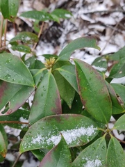 Rhododendron latoucheae