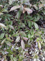 Vaccinium bracteatum