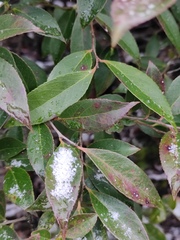Vaccinium bracteatum