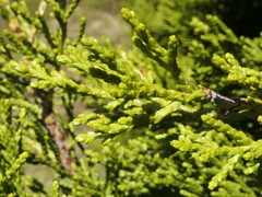 Halocarpus