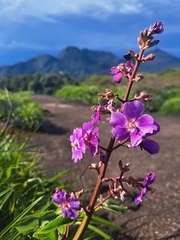 Pleroma heteromallum