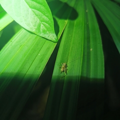 Svistella bifasciata