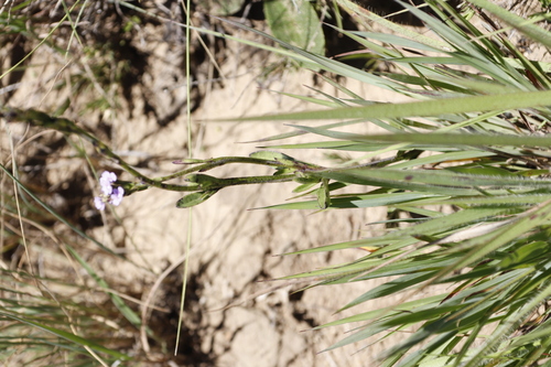 Image of Buchnera simplex by (c) Tony Rebelo, some rights reserved (CC BY-SA)