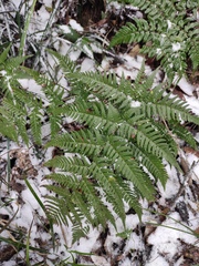 Dryopteris bissetiana