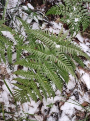 Dryopteris bissetiana