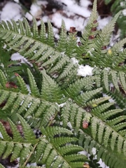 Dryopteris bissetiana