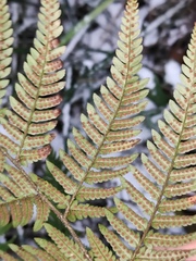 Dryopteris bissetiana