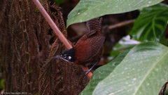 Cantorchilus nigricapillus