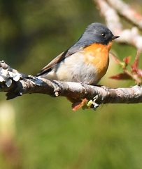 Ficedula