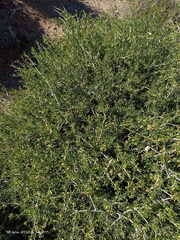 Periploca laevigata angustifolia