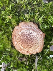 Amanita brunneolocularis