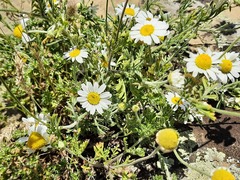 Anthemis ruthenica