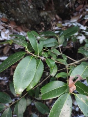 Ilex latifolia