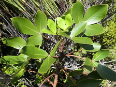 Pseudopanax colensoi
