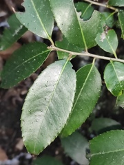 Ilex latifolia