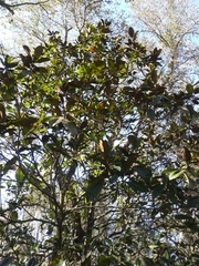 Magnolia grandiflora