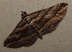 Chrysolarentia severata