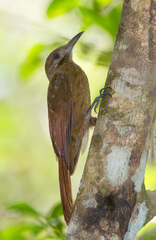 Dendrocincla fuliginosa