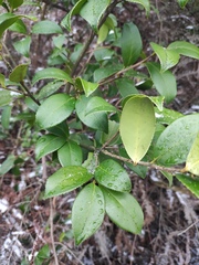 Camellia oleifera