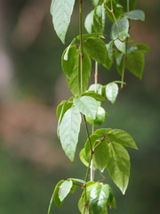 Causonis corniculata