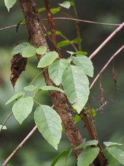 Causonis corniculata