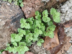 Veronica persica