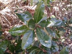 Magnolia grandiflora
