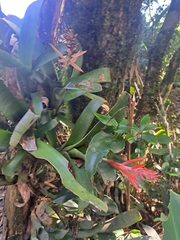 Aechmea nudicaulis