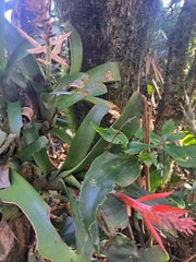 Aechmea nudicaulis