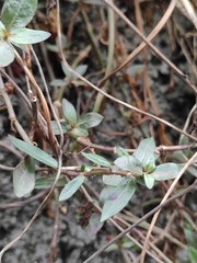 Alternanthera philoxeroides