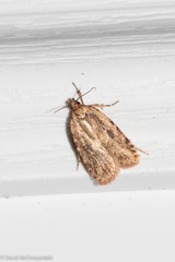 Agonopterix