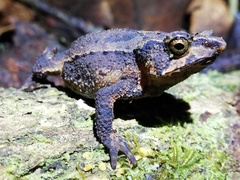 Rhinella nicefori