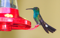 Chalybura urochrysia
