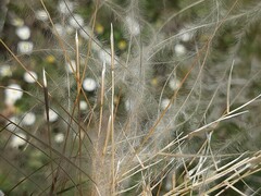 Stipa pennata