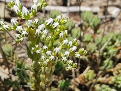 Petrosedum subulatum