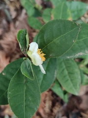 Camellia sinensis