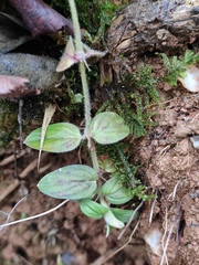 Oldenlandia chrysotricha