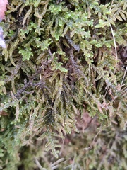 Callicladium imponens